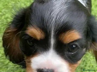 Cavalier King Charles Spaniel dogs Kc reg Chocolate Carrier’s - Advert 6