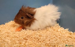 Guinea Pig rodents for sale: Cute baby male guinea pigs for sale - Image 2