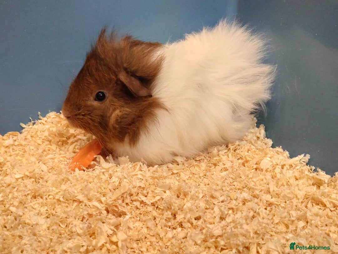 Guinea Pig rodents for sale: Cute baby male guinea pigs for sale - Image 2