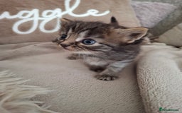 British Shorthair cats for sale: Kittens - Image 7