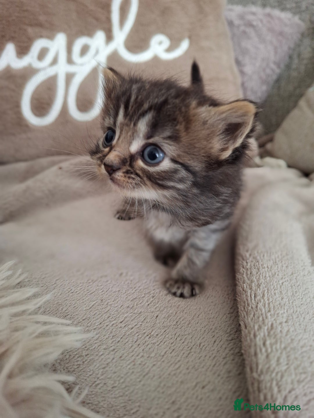 British Shorthair cats for sale: Kittens - Image 7