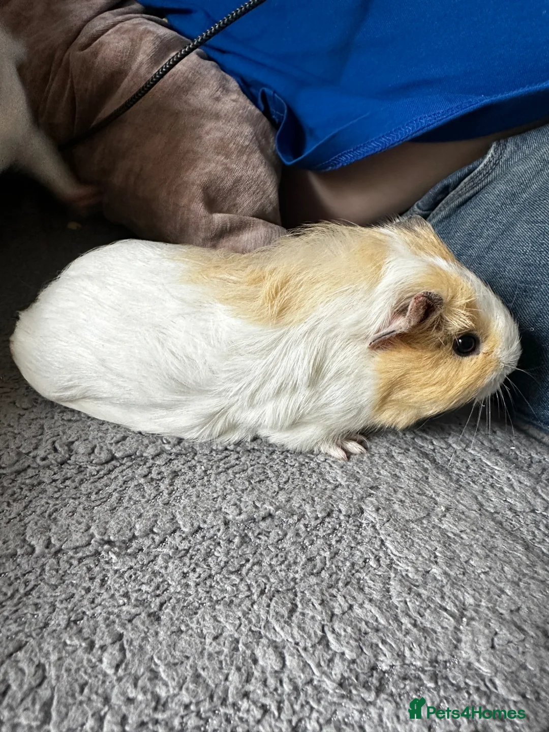 Guinea Pig rodents for sale: Guinea pigs for sale - Advert 10