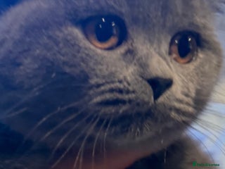 British Shorthair cats Last 2 kittens left 🐱 - Advert 18