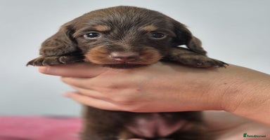 Miniature Dachshund dogs - Advert 4