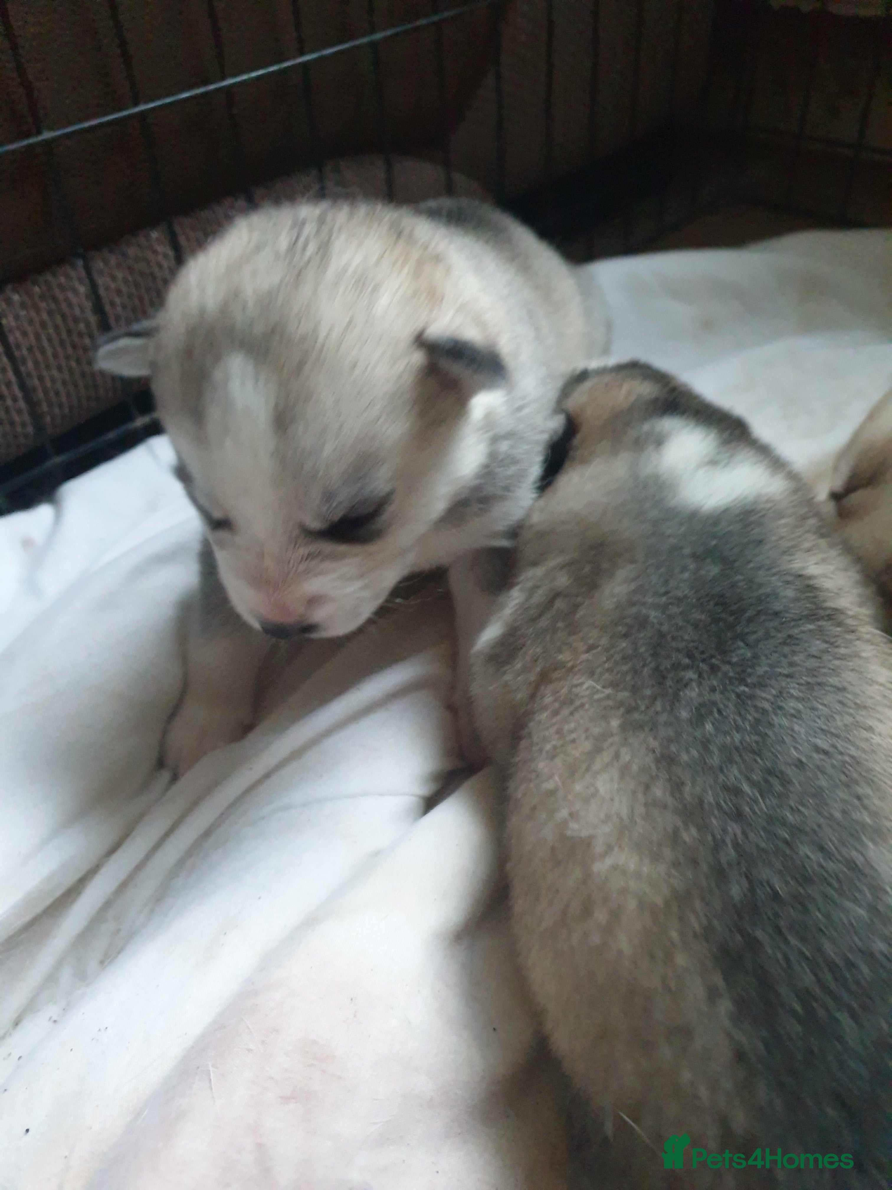 Siberian Husky dogs 3 Siberian Husky puppies - Advert 5