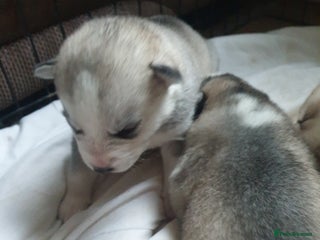 Siberian Husky dogs 3 Siberian Husky puppies - Advert 5