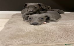 Whippet dogs for sale: 6 gorgeous blue whippet puppies  - Image 17