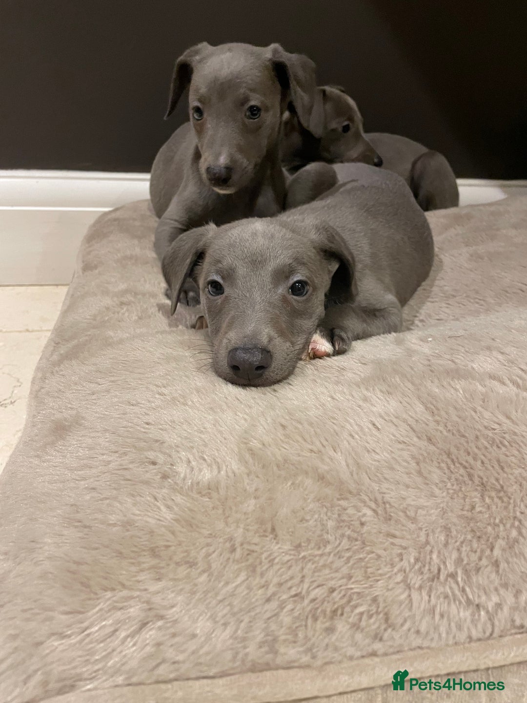 Whippet dogs for sale: 6 gorgeous blue whippet puppies  - Image 17