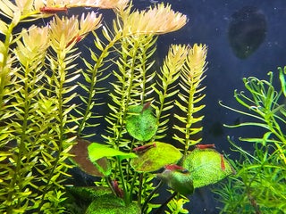 Shrimps fish Red Cherry shrimp and Endler guppies - Advert 1