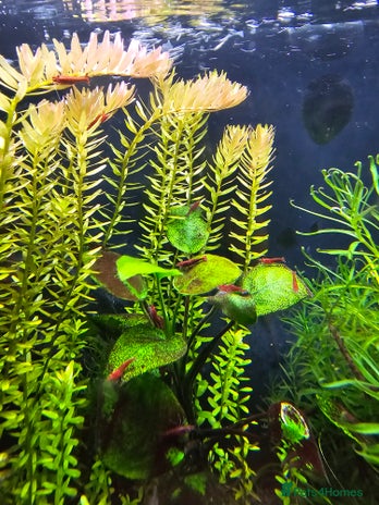 Shrimps fish Red Cherry shrimp and Endler guppies - Advert 1