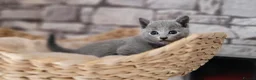 Russian Blue cats for sale: Pure Russian Blue kittens for sale 💙  - Advert 21