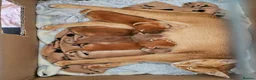 Abyssinian cats for sale: Abyssinian kittens - Advert 1