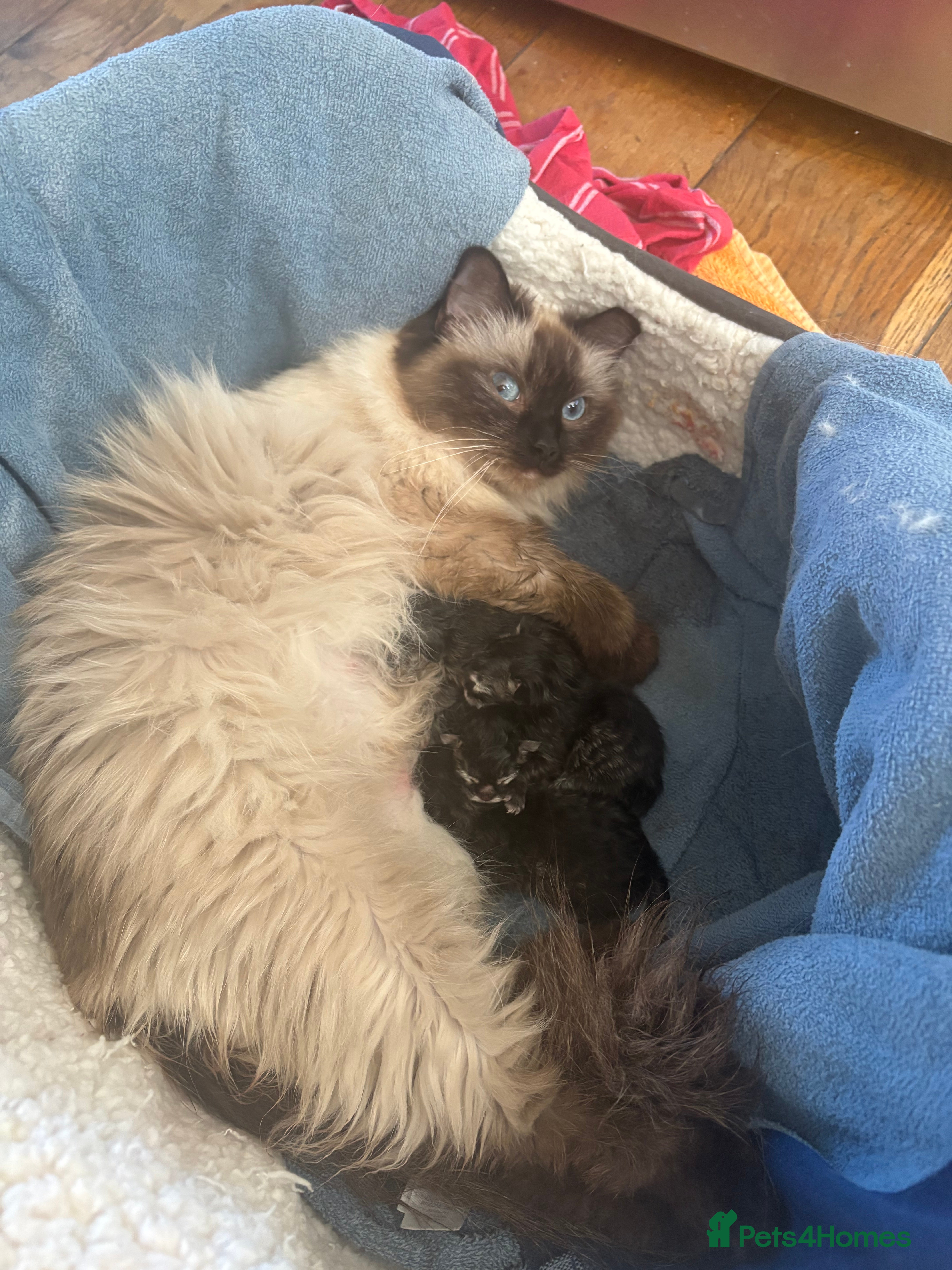 Ragcoon cats for sale: Ragcoon Kittens for Sale - Advert 2