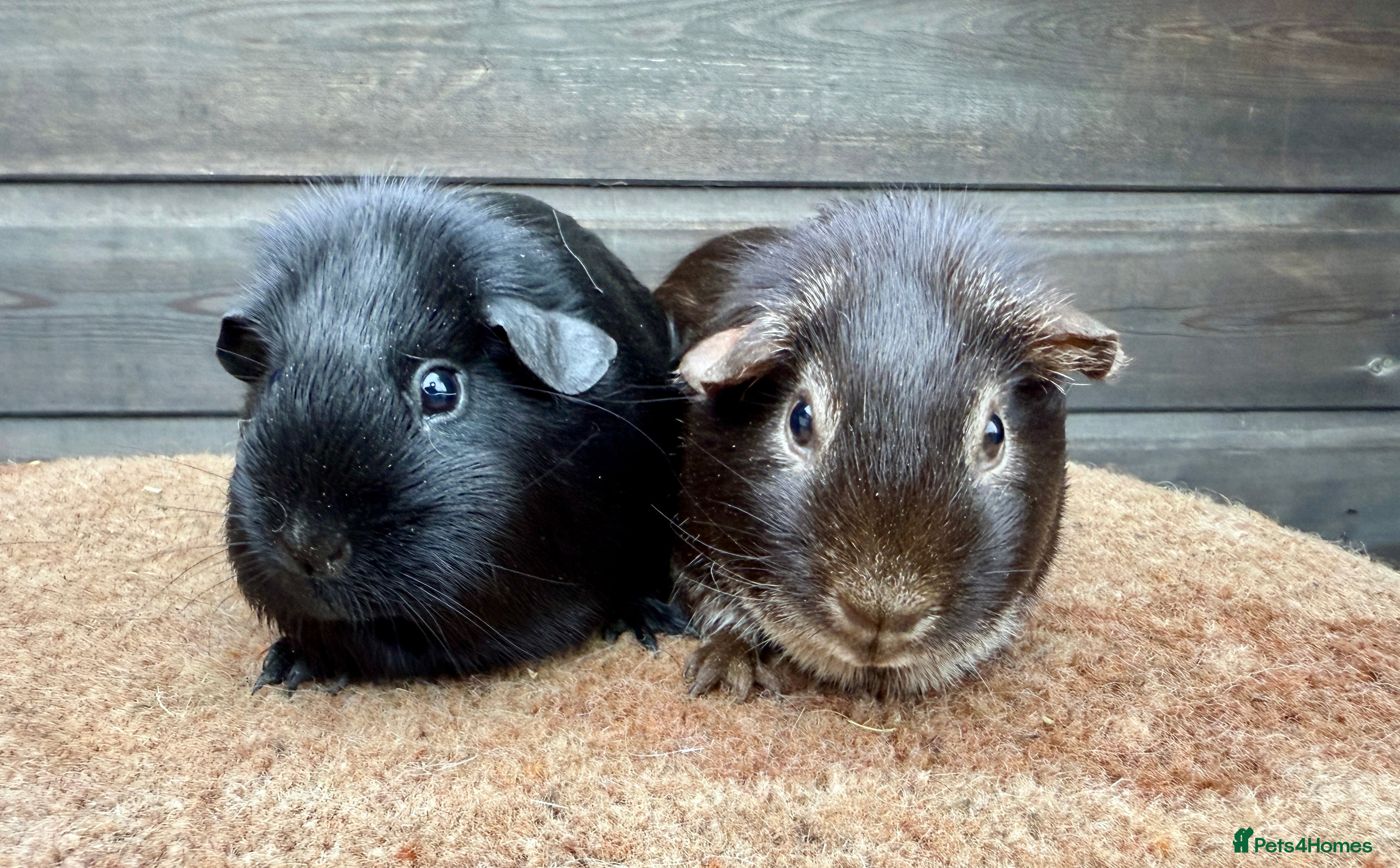Guinea Pig rodents Black & Choc Fox Sow Pair - Advert 11