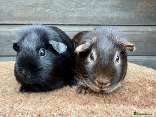 Guinea Pig rodents Black & Choc Fox Sow Pair - Advert 11