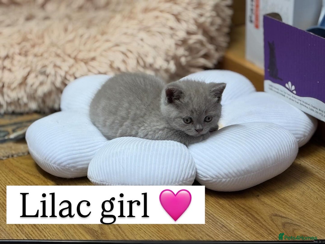 British Shorthair cats for sale: Incredible GCCF British shorthaired kittens  - Image 5
