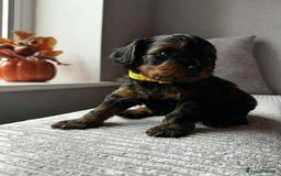 Cavapoo dogs for sale: Beautiful litter of 5(BOYS)🌟 - Image 3