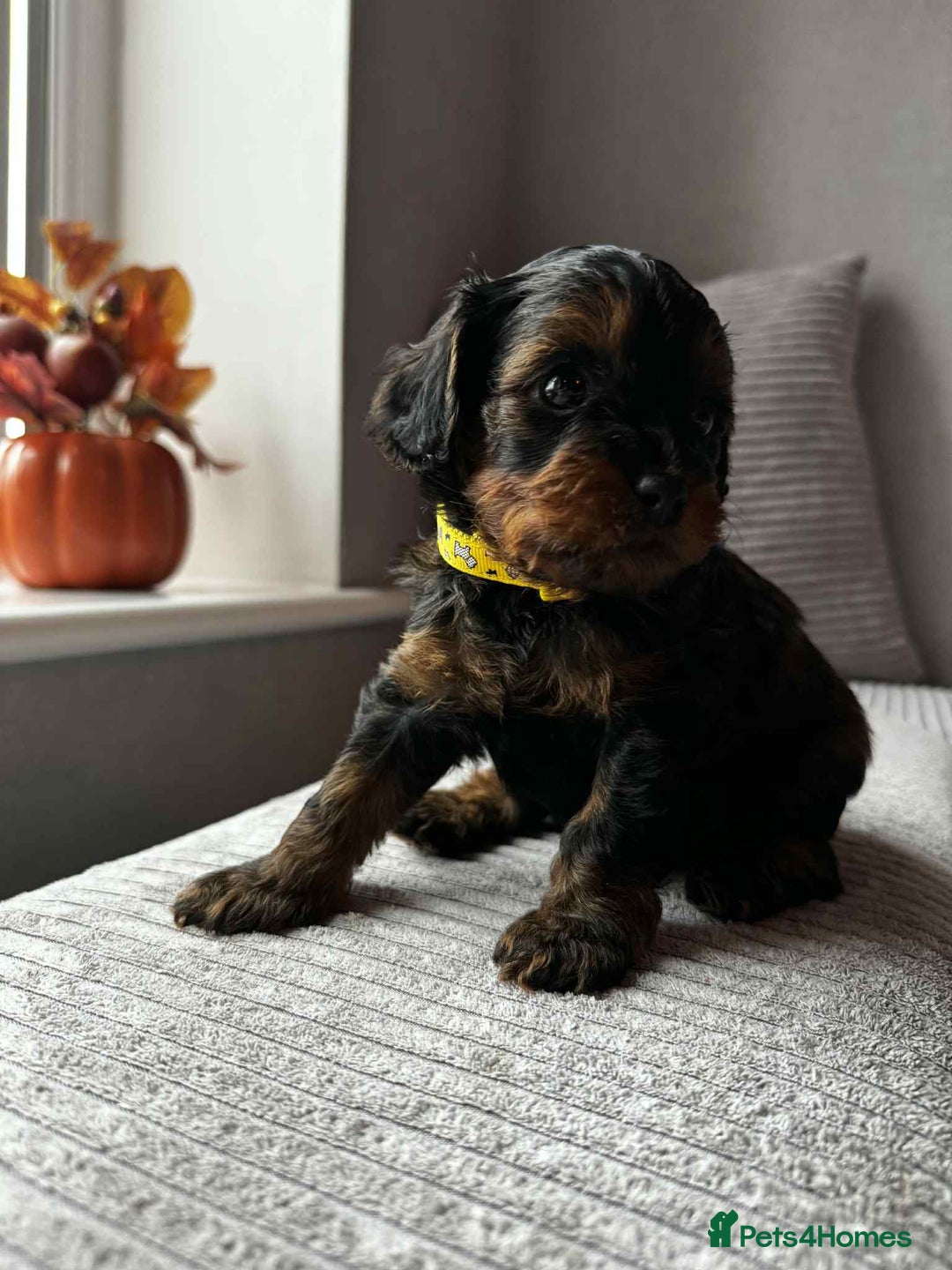 Cavapoo dogs for sale: Beautiful litter of 5(BOYS)🌟 - Image 3