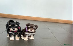 Miniature Schnauzer dogs for sale: 5* Licensed KC Toy Chocolate Schnauzers - Image 7