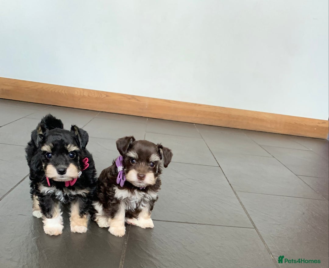 Miniature Schnauzer dogs for sale: 5* Licensed KC Toy Chocolate Schnauzers - Image 7