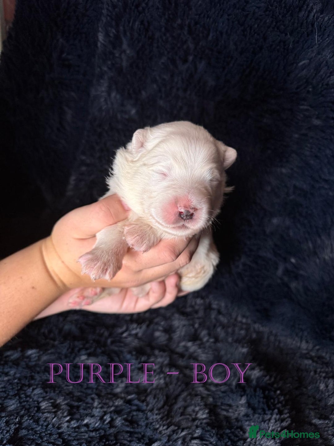 Samoyed dogs for sale: 🌟 Exceptional KC bear-faced Samoyed pups 🌟 - Advert 10