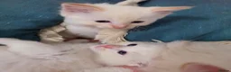 Ragdoll cats for sale: GCCF registered Ragdoll kittens  - Advert 12