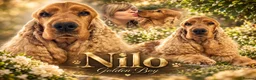 Cocker Spaniel dogs for stud: Full Show Champion Breeding Golden Show Cocker  - Advert 1
