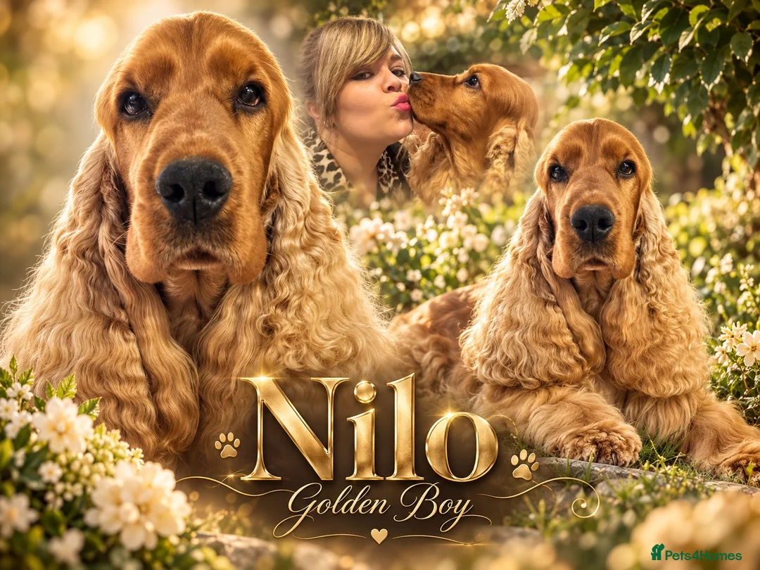 Cocker Spaniel dogs for stud: Full Show Champion Breeding Golden Show Cocker  - Advert 1