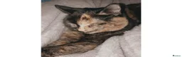 Domestic Shorthair cats for sale: Cats/kittens  in Leeds - Advert 1