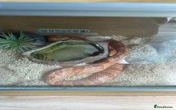 Corn Snake reptiles for sale: Male Corn Snake, comes with enclosure  - Image 1