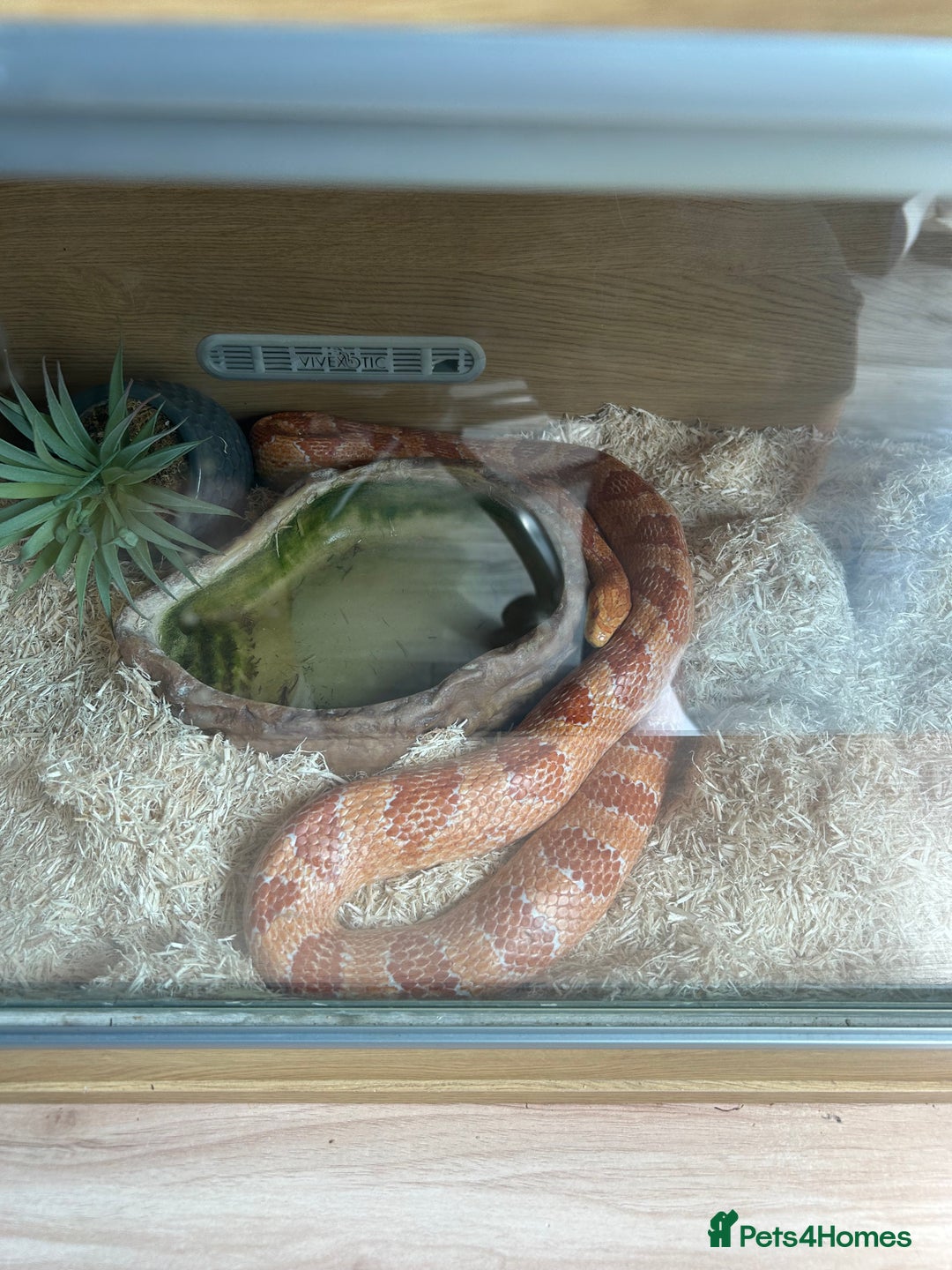 Corn Snake reptiles for sale: Male Corn Snake, comes with enclosure  - Image 1