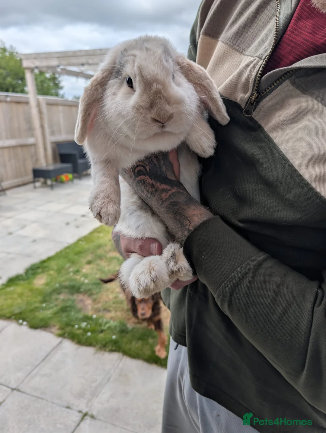 Mini Lop rabbits for sale: 18 month old Mini Lop in Jarrow - Advert 3