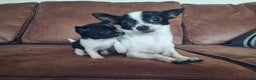 Chihuahua dogs for sale: Male Chihuahua puppy - Advert 2