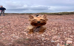 Yorkshire Terrier dogs for sale: 💔 Heartbreaking Sale of Our Beloved Chicky 💔 - Image 9