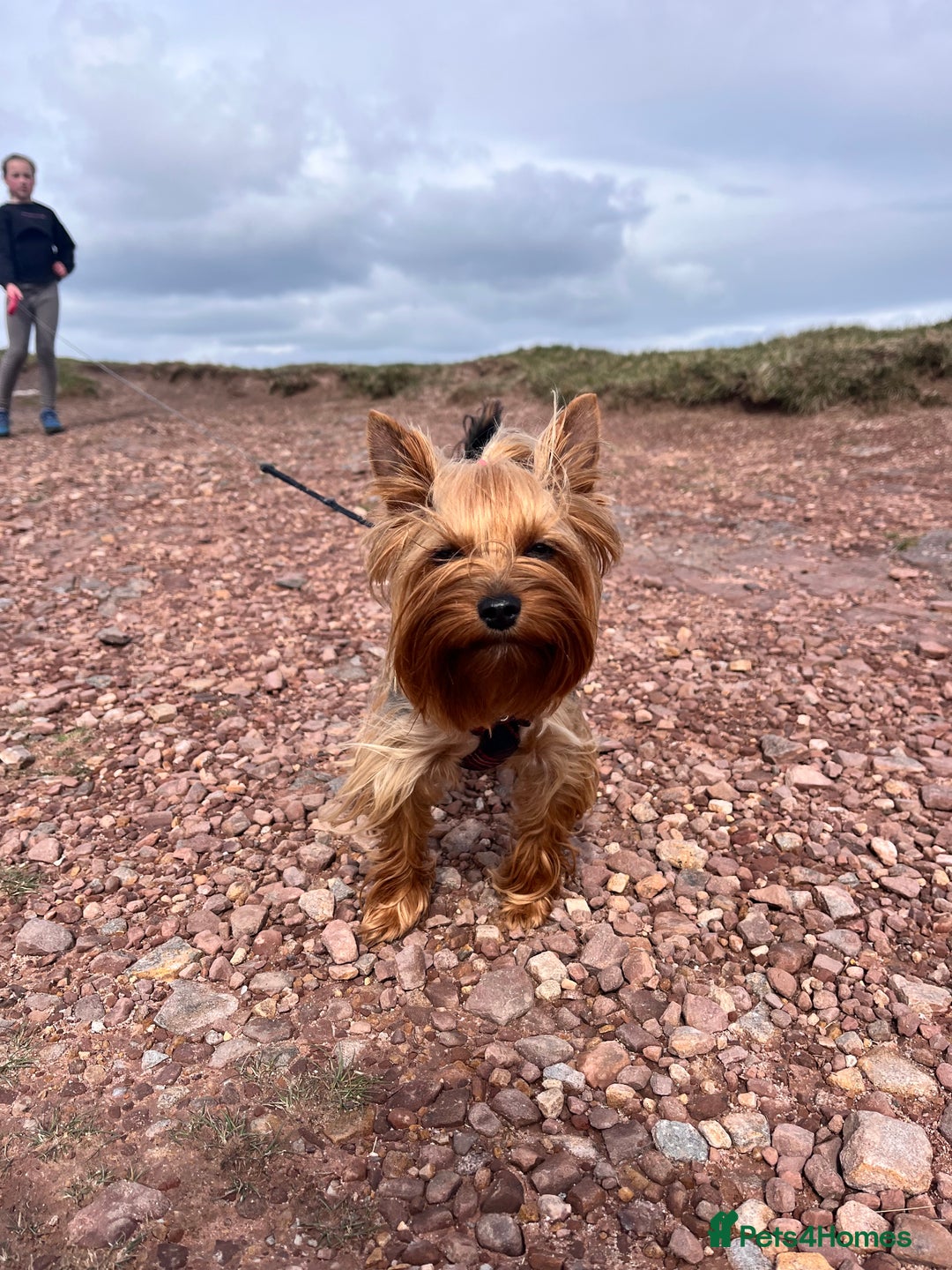 Yorkshire Terrier dogs for sale: 💔 Heartbreaking Sale of Our Beloved Chicky 💔 - Image 9