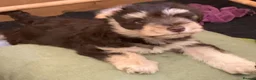 Miniature Schnauzer dogs for sale: Gorgeous Miniature schnauzer Puppies  in Worthing - Advert 4