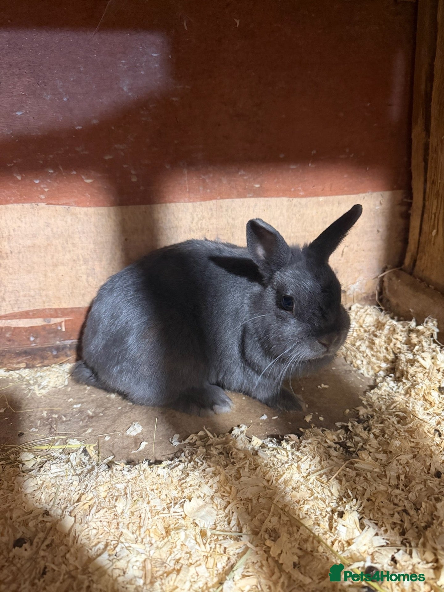 Netherland Dwarf rabbits Pure breed Netherlands dwarf  - Advert 1