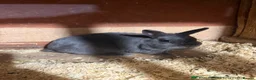 Netherland Dwarf rabbits for sale: Pure breed Netherlands dwarf  - Advert 1