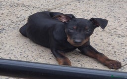Mixed Breed dogs for sale: Laizhou Hong - Chinese Red Dog puppies - Image 6