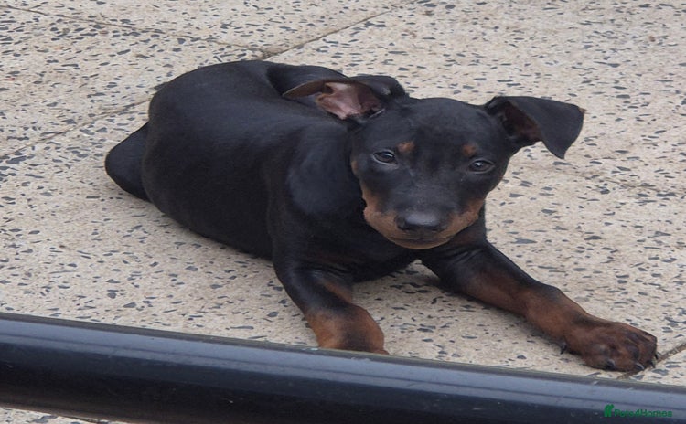 Mixed Breed dogs - Advert 6