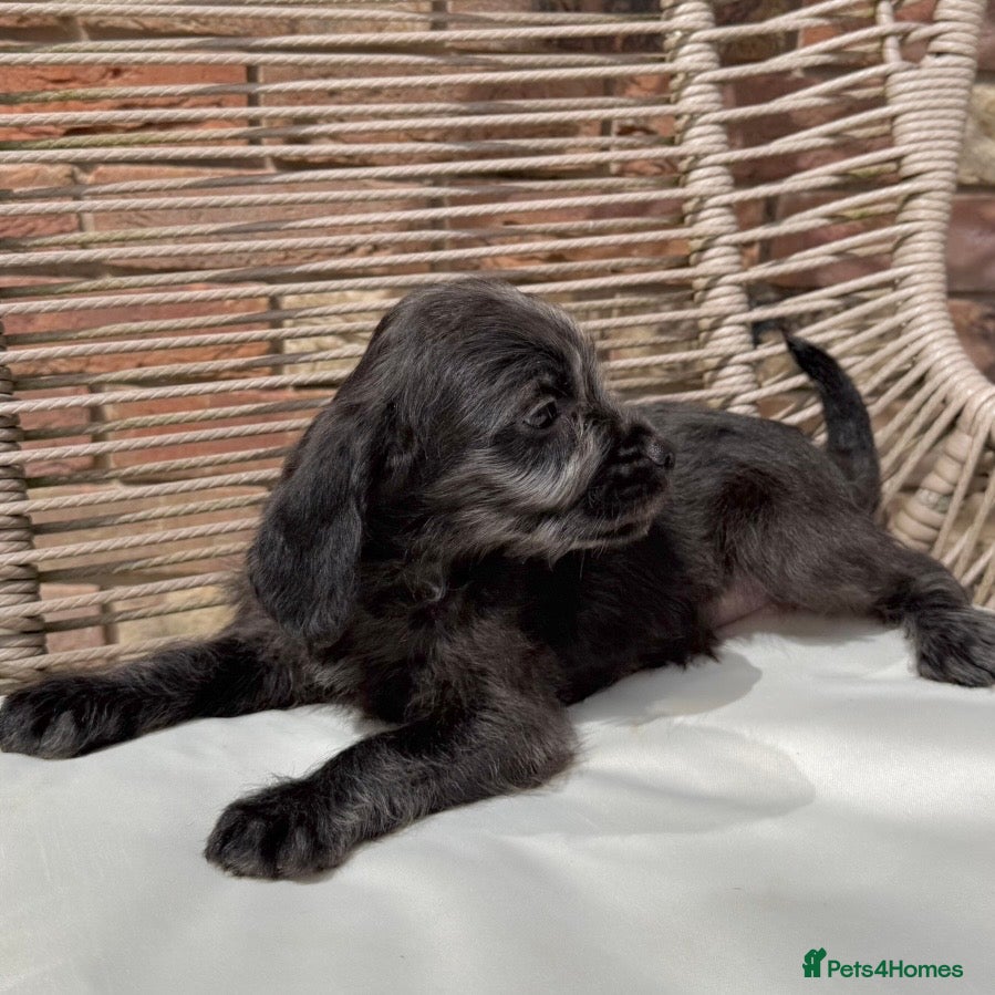 Mixed Breed dogs for sale: ⭐️⭐️Poogle Puppies (Beagle x Miniature Poodle)⭐️⭐️ - Advert 9