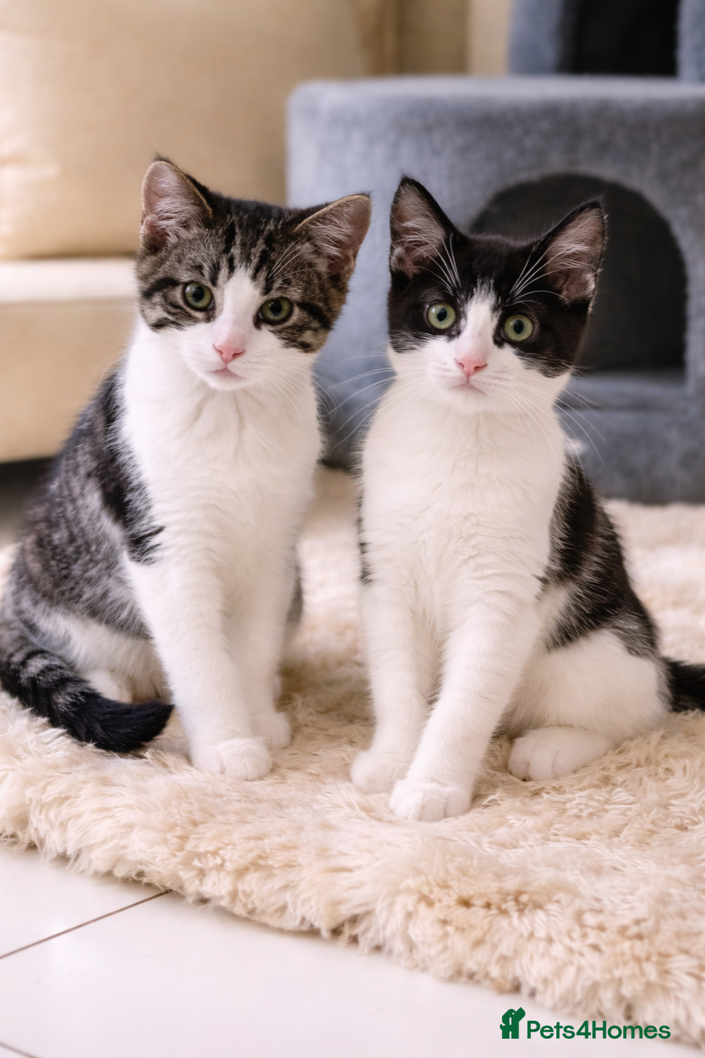 Mixed Breed cats Male Kittens for Sale-Polydactyl Tabby/White/Black - Advert 13