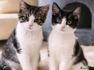 Mixed Breed cats Male Kittens for Sale-Polydactyl Tabby/White/Black - Advert 13