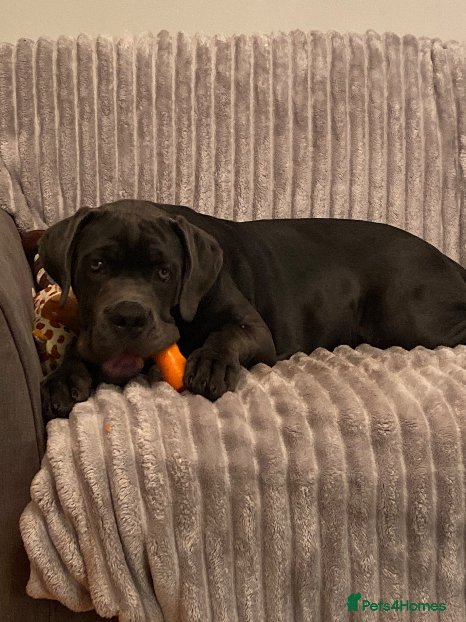 Cane Corso dogs Bear 5 month old pup - Advert 5