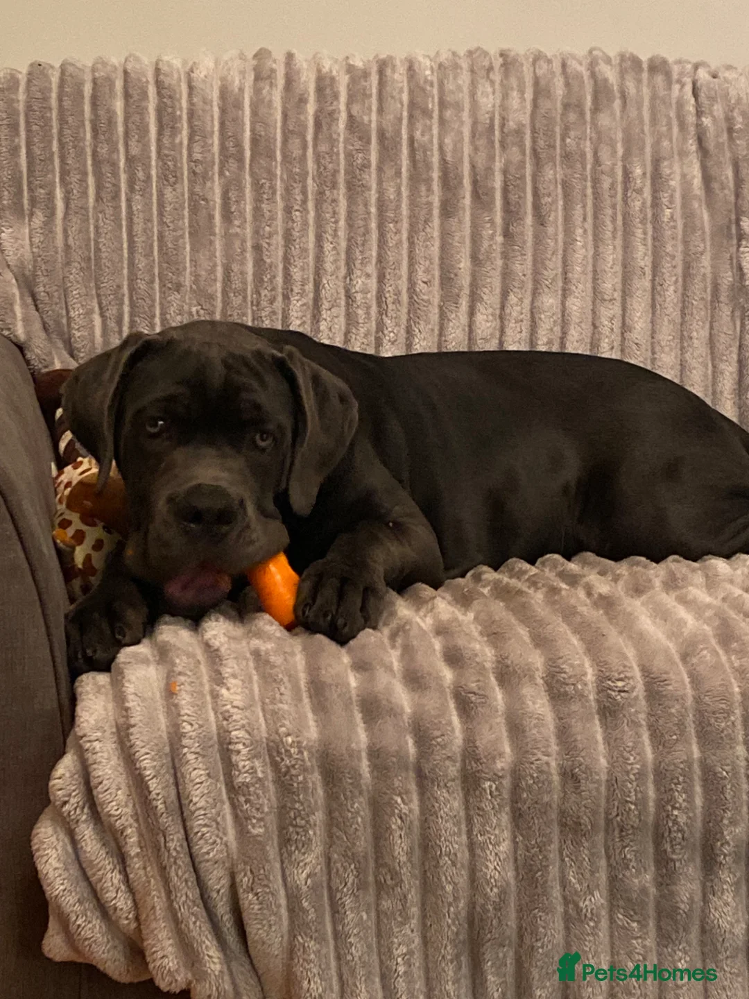 Cane Corso dogs for sale: Bear 5 month old pup in Dudley - Advert 1