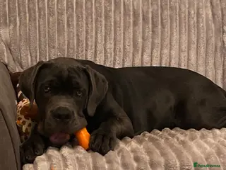 Cane Corso dogs Bear 5 month old pup - Advert 7