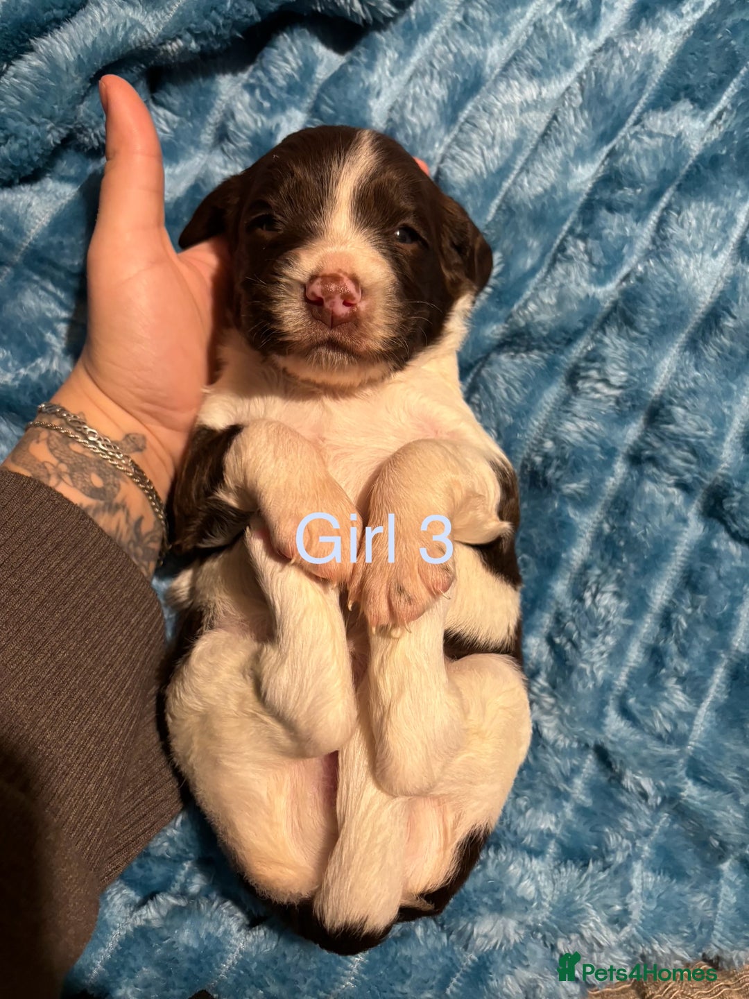 English Springer Spaniel dogs for sale: ✨ KC Registered English Springer Spaniel Puppies ✨ - Advert 12