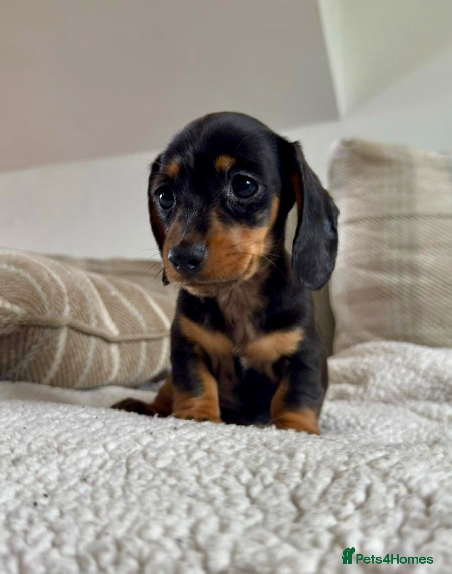 Dachshund dogs BEAUTIFUL KC REG & PRA CLEAR MINI DACHSHUNDS🩷💙 - Advert 2