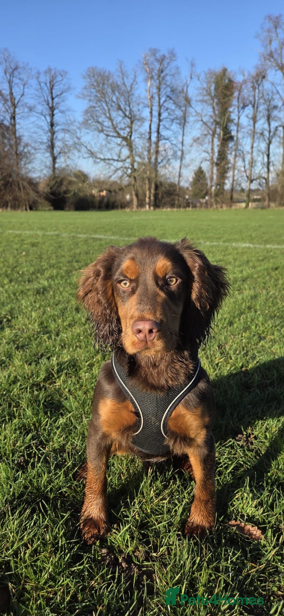 Cocker Spaniel dogs Meet Mocha 🐾  - Advert 2