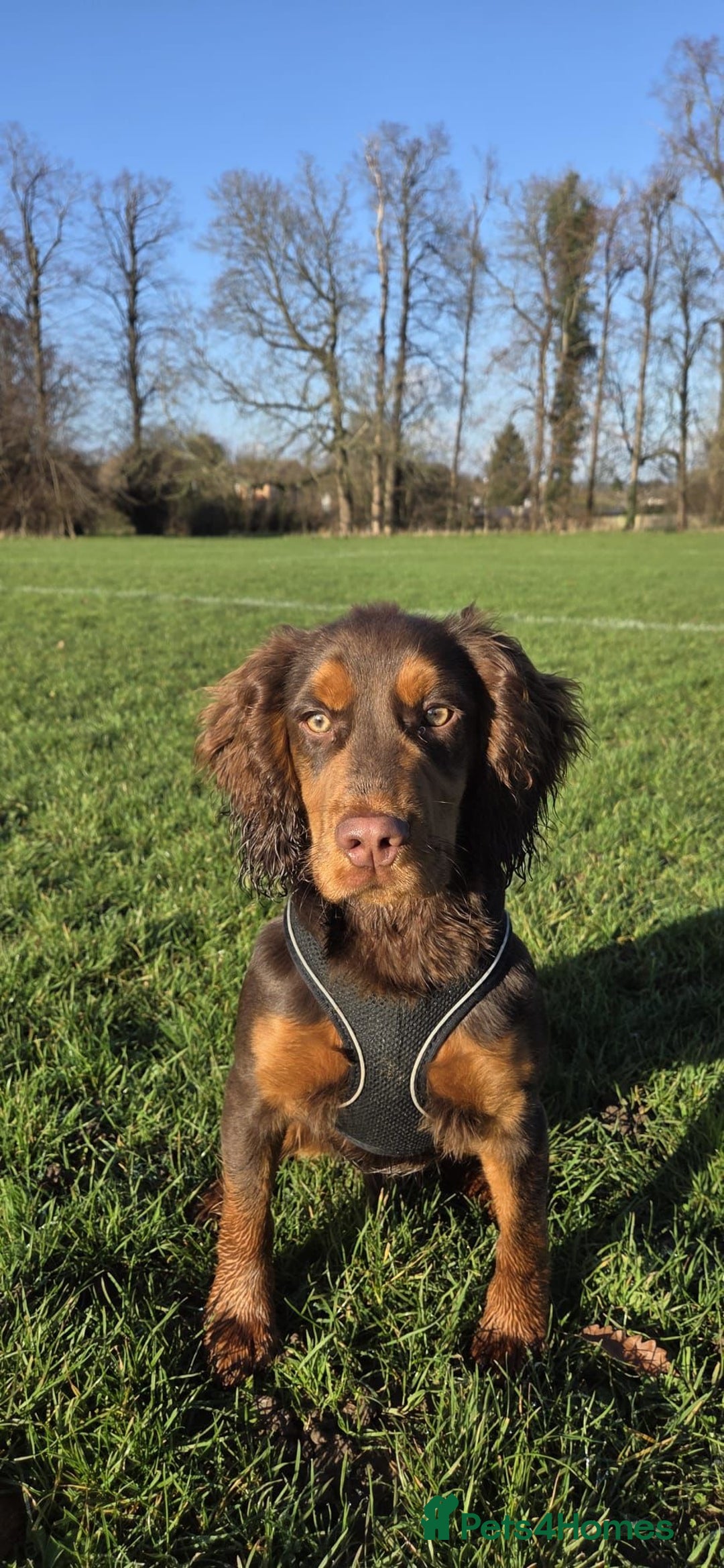 Cocker Spaniel dogs for sale: Meet Mocha 🐾  - Advert 1